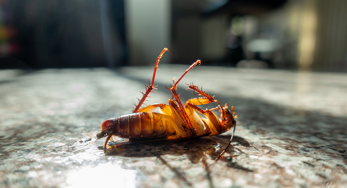 Las cucarachas evolucionan: se vuelven inmunes a los insecticidas