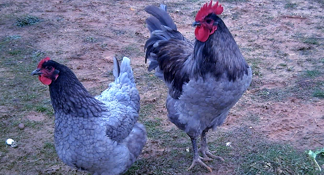 Unas jornadas para hablar de la Gallina Extremeña Azul