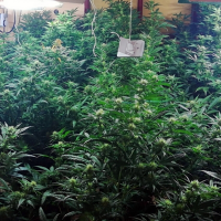 Desarticulan una organización criminal con 104 plantas de marihuana dedicada al contrabando