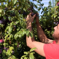 Denuncian a 7 empresas del campo extremeño por “incumplir los derechos de los trabajadores”