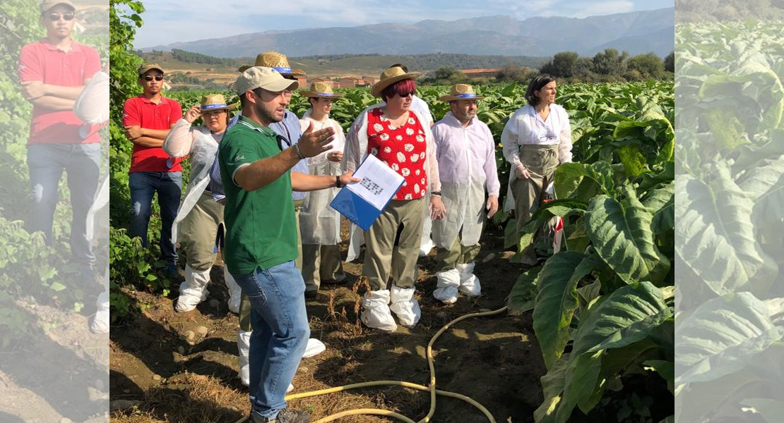 Destacan la importancia de los ensayos en las explotaciones tabaqueras de Talayuela