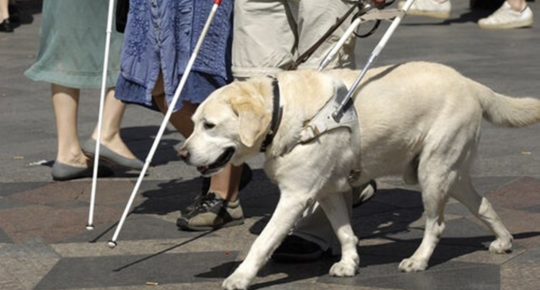 Extremadura regula el uso de perros de asistencia para personas con discapacidad