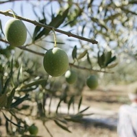 Piden construir albergues en varias comarcas para los temporeros de la aceituna