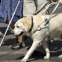 Extremadura regula el uso de perros de asistencia para personas con discapacidad