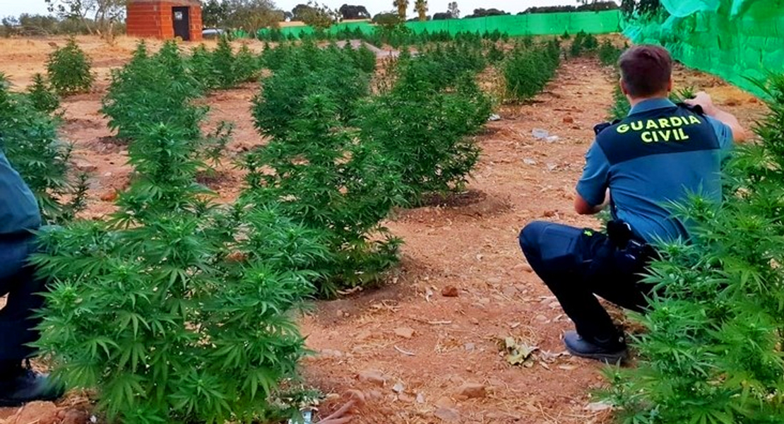 La Guardia Civil interviene 740 plantas de marihuana ocultas en una finca de Montijo