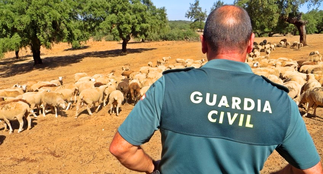 La Guardia Civil detiene a tres personas por el robo de 140 cabezas de ganado ovino