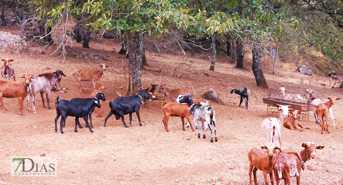 Retrato del campo extremeño