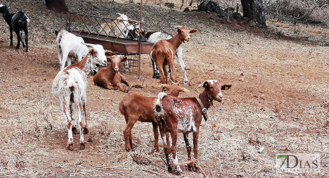 Retrato del campo extremeño