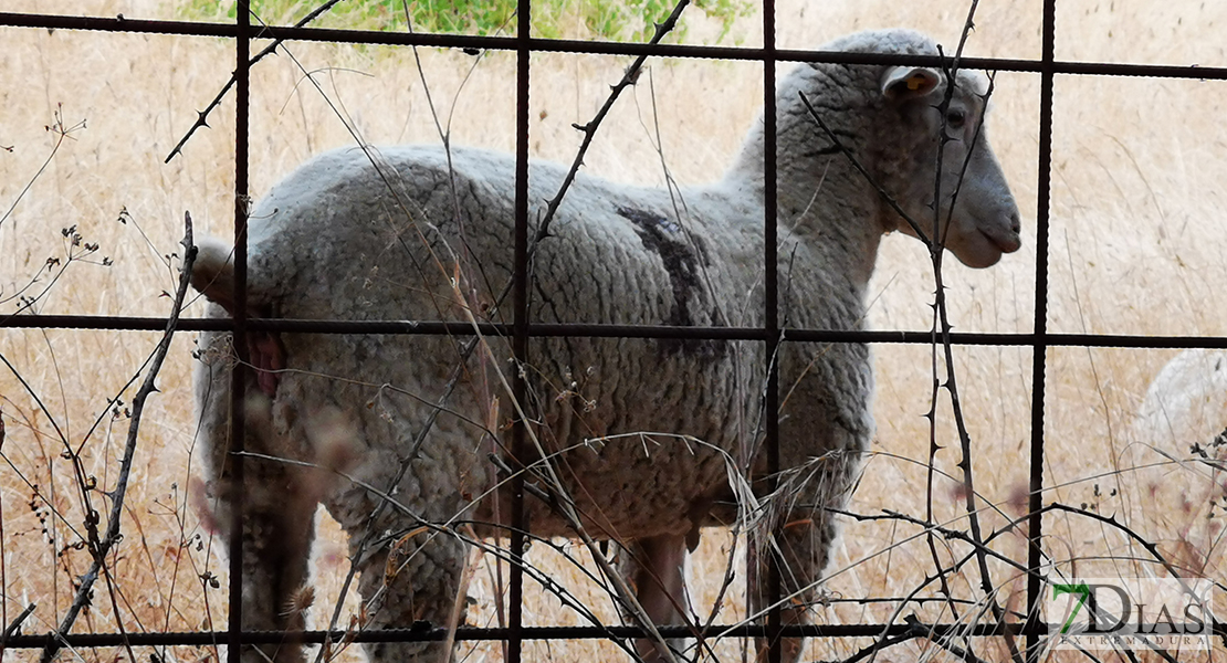 Aumentan cerca de 40.000.000 euros los costes del sector ovino extremeño por la sequía