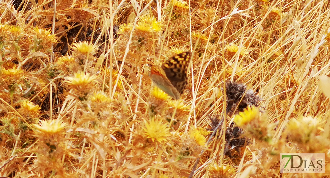 Retrato del campo extremeño