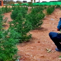 La Guardia Civil interviene 740 plantas de marihuana ocultas en una finca de Montijo