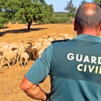 La Guardia Civil detiene a tres personas por el robo de 140 cabezas de ganado ovino