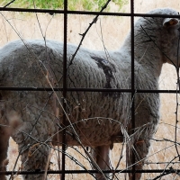 Aumentan cerca de 40.000.000 euros los costes del sector ovino extremeño por la sequía