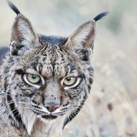 El lince ibérico deja de estar ‘en peligro crítico de extinción’