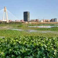 Inspeccionan 382 masas de agua para detectar la presencia de camalote en Extremadura