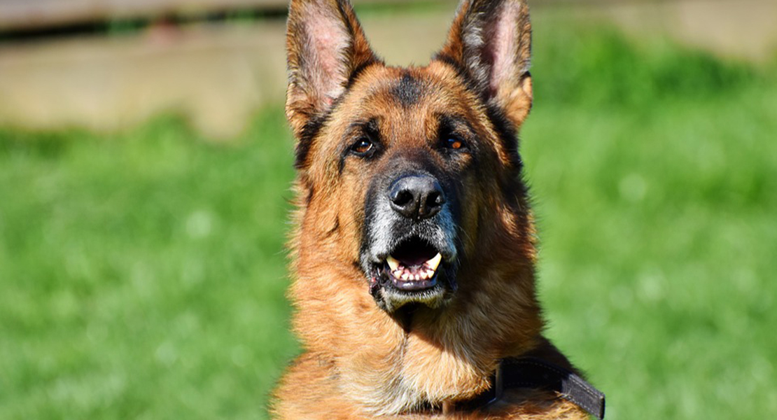 Nueve euros por perro al año