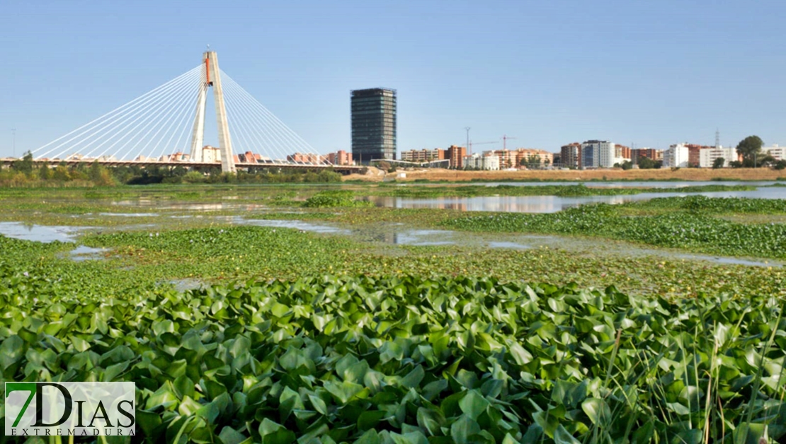 Inspeccionan 382 masas de agua para detectar la presencia de camalote en Extremadura