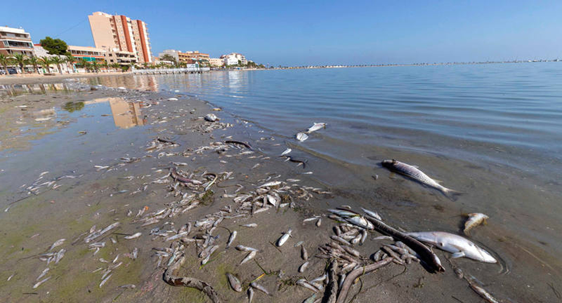 Aparecen muertos más de tres toneladas de peces y crustáceos en el mar Menor