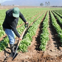 La Junta prevé pagar 140 millones del pago básico de la PAC a mediados de octubre