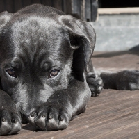 PACMA relanza su web para denunciar el maltrato animal