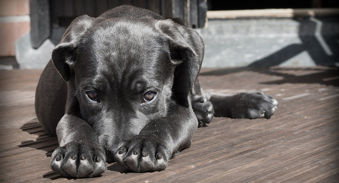 PACMA relanza su web para denunciar el maltrato animal