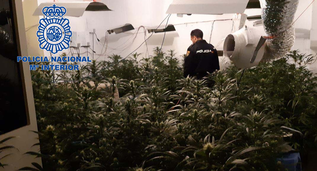 Intervenidas 293 plantas de marihuana y 47 gramos de heroína en Badajoz