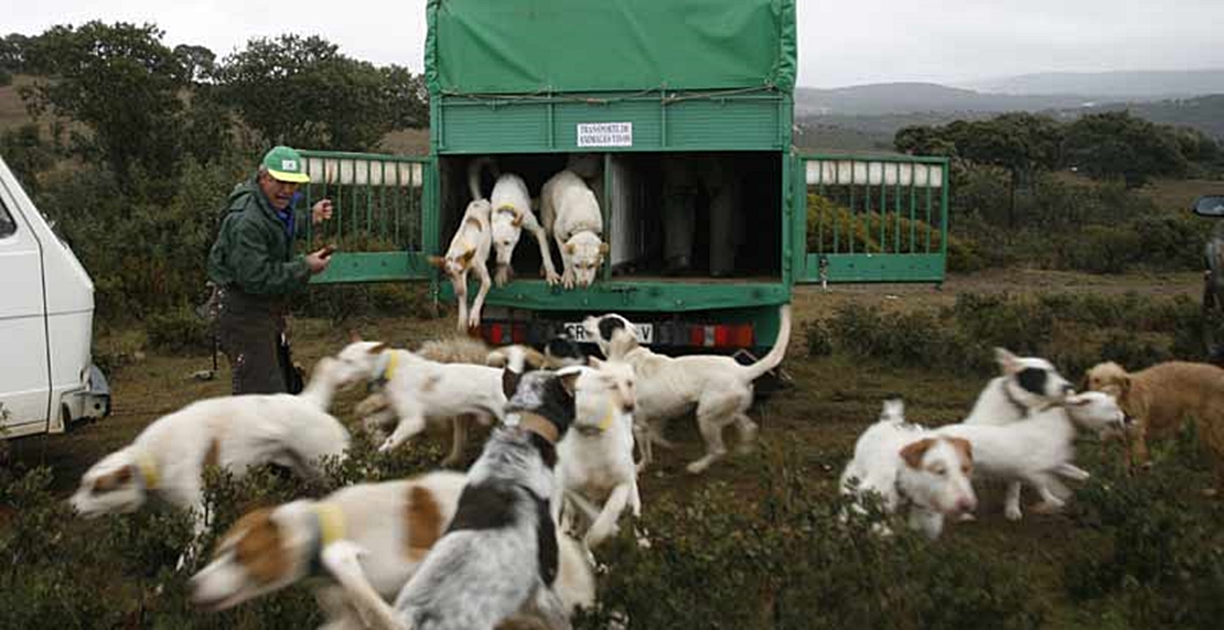 Ecologistas muestran su preocupación por la suelta de perros de rehalas en Espacios Protegidos