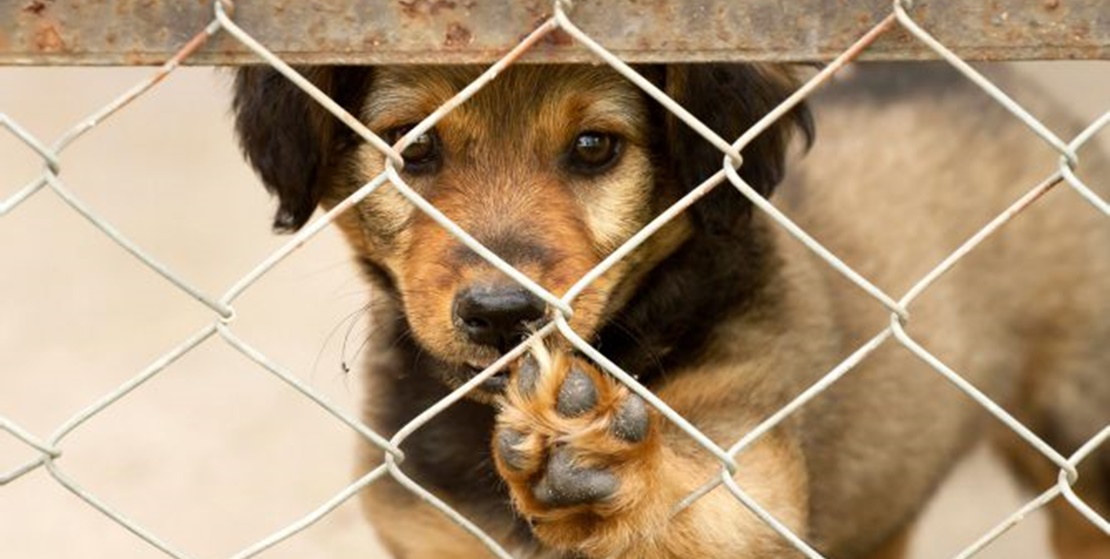 En España tres animales son abandonados cada cinco minutos