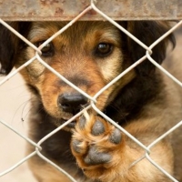 En España tres animales son abandonados cada cinco minutos