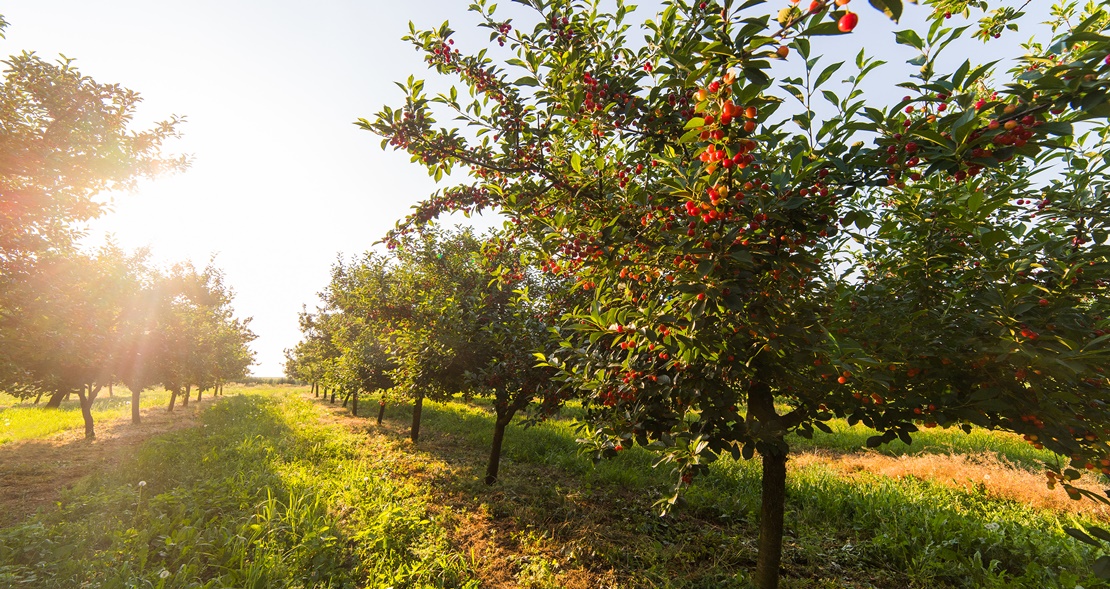 Extremadura certifica 61.192 Tn de productos agroalimentarios para exportaciones fuera de la UE