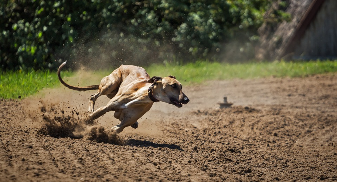 Manifestaciones por todo el país contra la utilización de los galgos en la caza