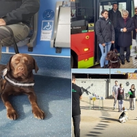 Los perros de asistencia en formación podrán usar los autobuses urbanos en Badajoz