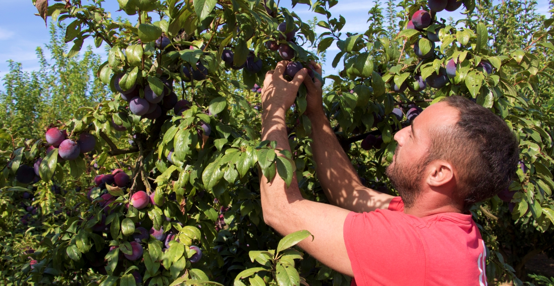 Préstamos para los jóvenes agricultores extremeños