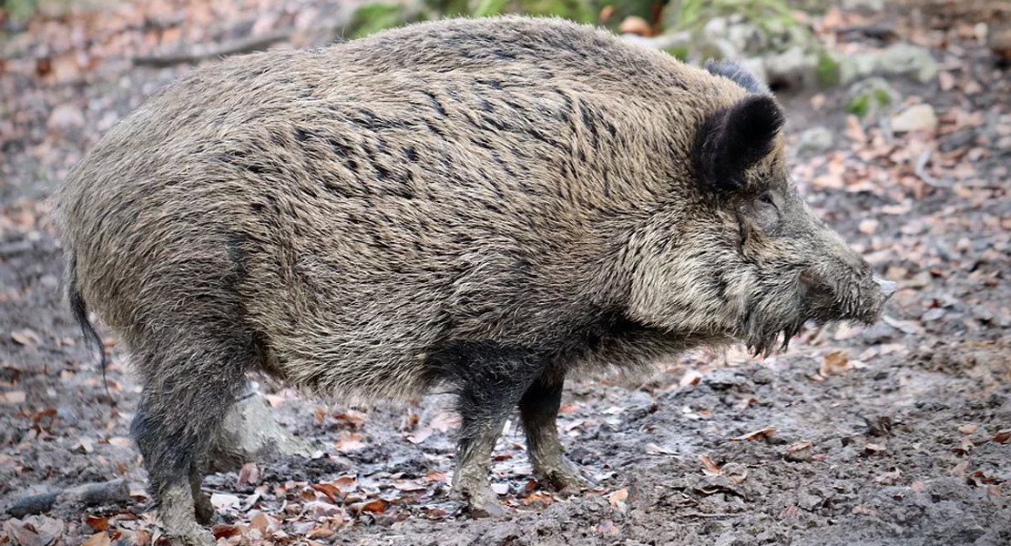 FEDEXCAZA reclama declarar como actividad estratégica el control de daños por fauna silvestre