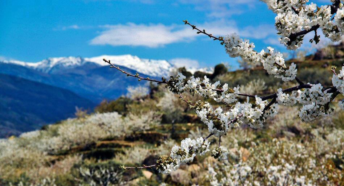 Ya comienza a coordinarse la recolección de cerezas en el Valle del Jerte