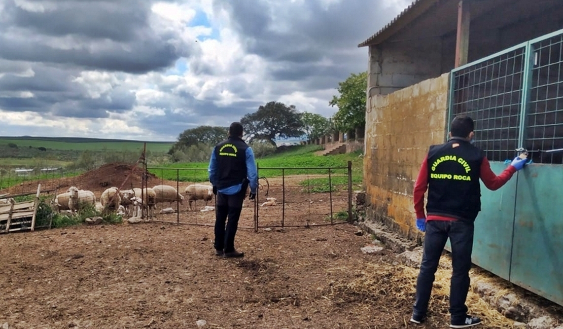 Detenido tras sustraer 27 cabezas de ganado en una finca ganadera extremeña