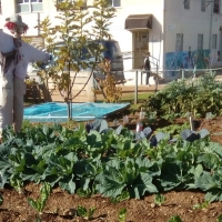 UPA pide que se autorice el trabajo en los huertos y parcelas familiares en toda España