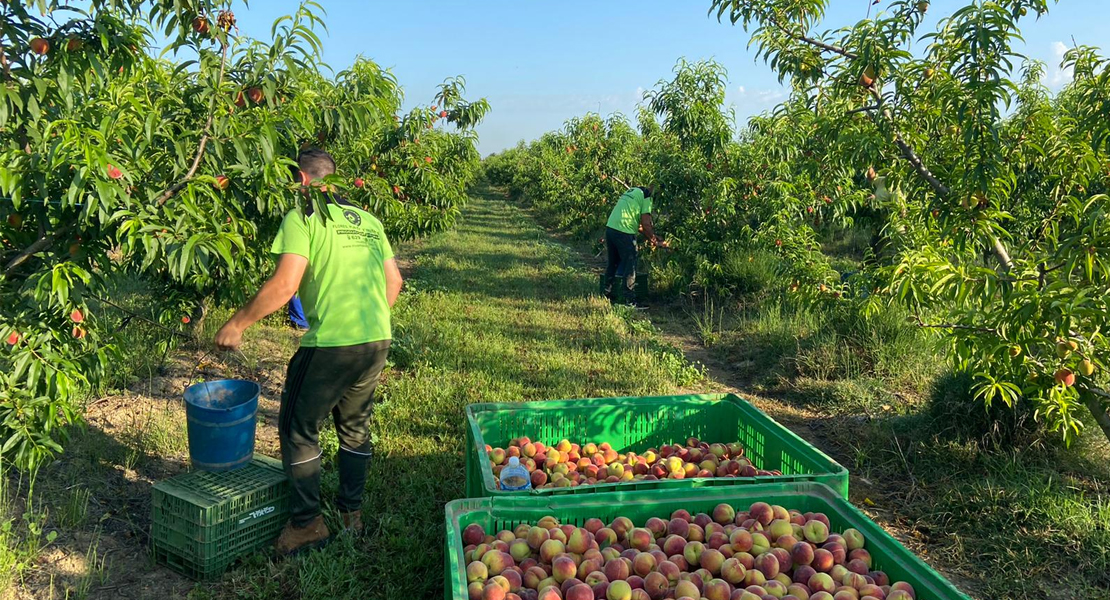 UPA-UCE pide el fin del “maltrato a la fruta” por parte de algunas cadenas de distribución