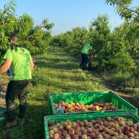 UPA-UCE pide el fin del “maltrato a la fruta” por parte de algunas cadenas de distribución