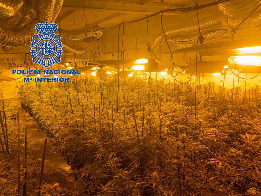 Hallan cientos de plantas de marihuana en un pequeño pueblo cercano a Mérida