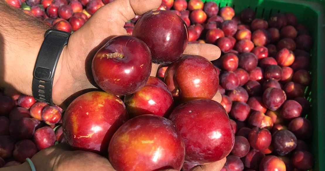 Autoridades chinas auditan la exportación de fruta de hueso con inspecciones en Extremadura