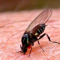 La plaga de mosca negra será más agresiva este año por el confinamiento