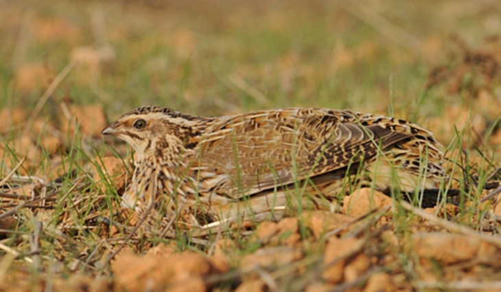 Denuncian la situación crítica de muchas especies de caza menor en Extremadura