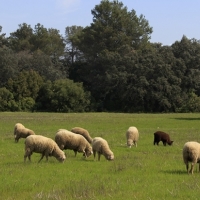 Convocatoria de ayudas para explotaciones agroganaderas afectadas por COVID-19