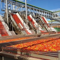 Destacan la capacidad de liderazgo del sector tomatero extremeño