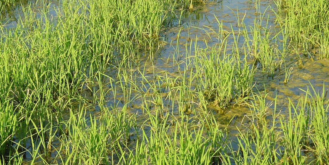 UPA-UCE reclama una nueva prórroga de los aranceles al arroz para evitar años de precios ruinosos