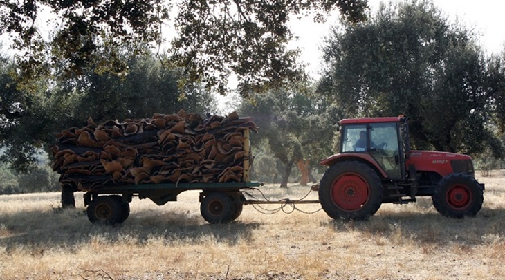 Agricultura abona 6,5 millones de euros a pequeños y jóvenes profesionales del campo