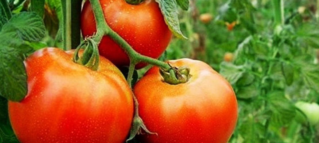 Plantean mejoras en el seguro del tomate para que cubra daños por altas temperaturas