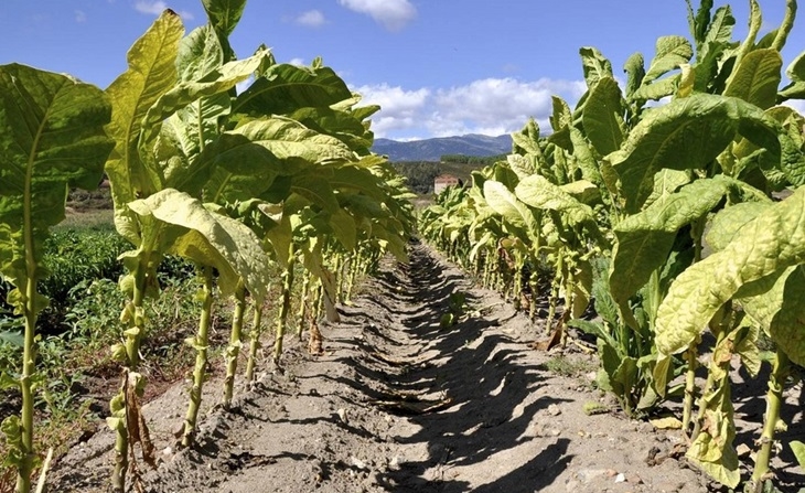 Liquidez para las explotaciones agrarias de tabaco por las tormentas de septiembre