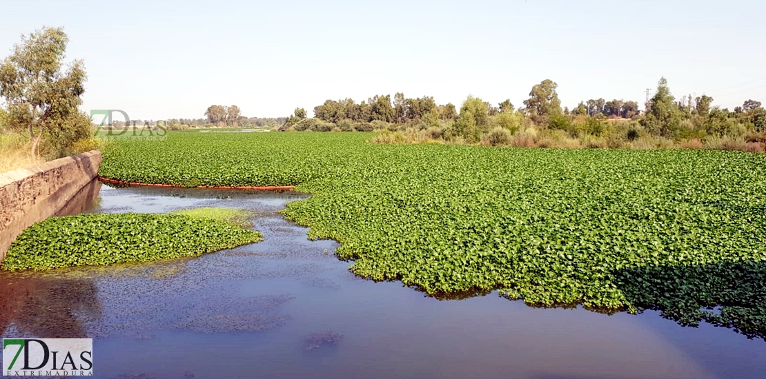 No rotundo de Ecologistas Extremadura al dragado del Guadiana